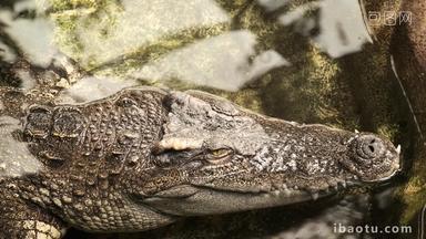 鳄鱼凯门鳄crocodilus的眼睛
